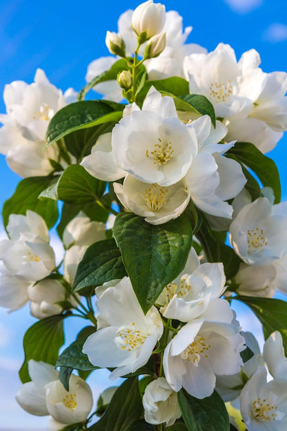 🏆 50K+ SOLD! 🌿❄️ FrostCharm Jasmine Seeds – Winter Planting, Perennial Blooms & Fragrant Garden Elegance 🌸