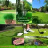 🔥Last Day Promotion 49% OFF🔥🌱2026 Evergreen Dwarf Grass Seed for Four Seasons